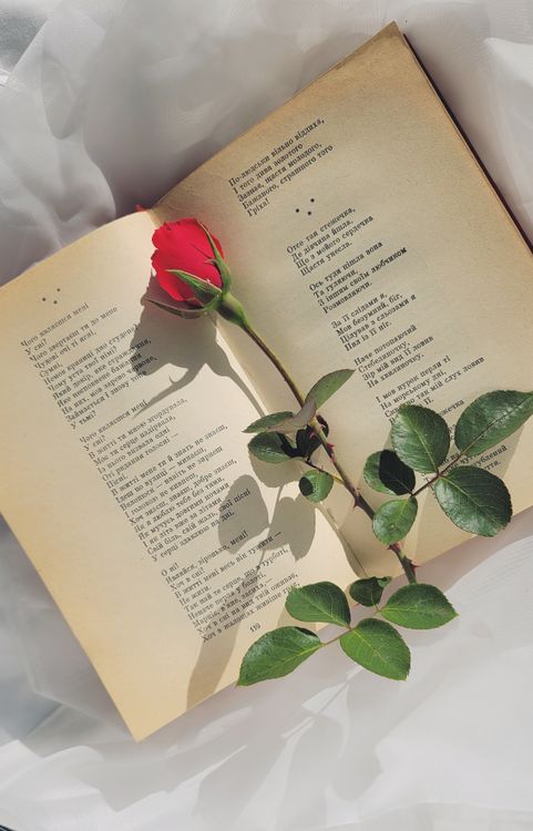 Rosa roja sobre un libro abierto, la tradición de Sant Jordi
